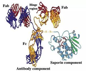 Saporin与抗体偶联示意图