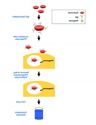 细胞吞噬检测试剂盒实验原理流程图.png