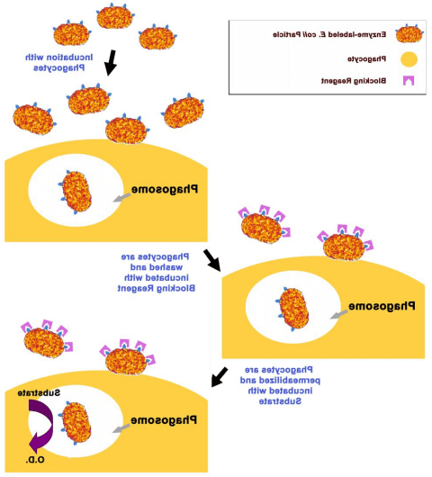 细胞吞噬检测试剂盒实验原理流程图.png