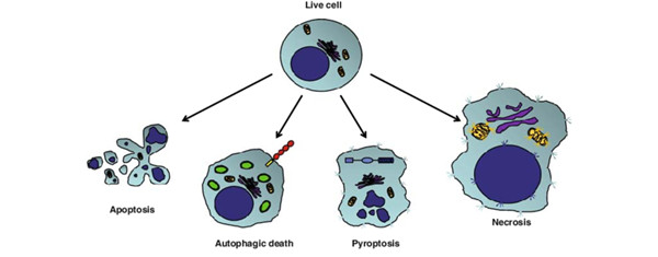 程序性细胞死亡