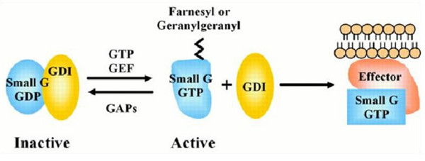 小G蛋白&GEF产品线